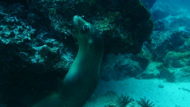 Seal Swimming Amongst Coral Reefs