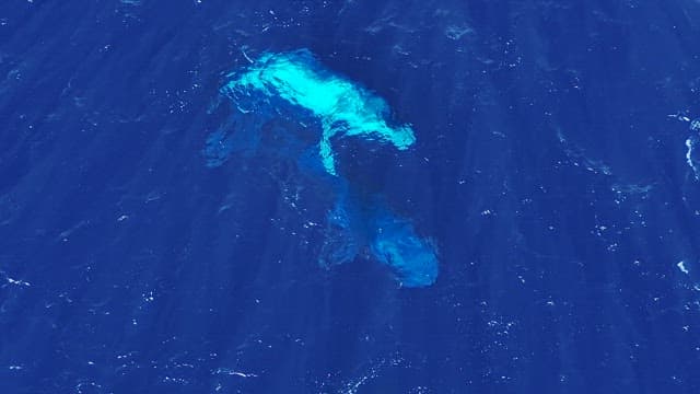 Two humpback whales swimming gracefully underwater