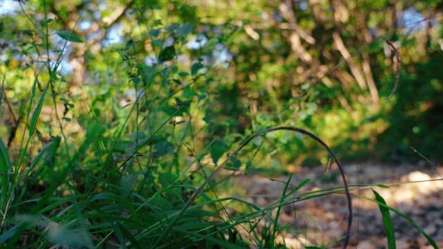 나뭇잎이 우거진 바위길의 평화로운 숲길