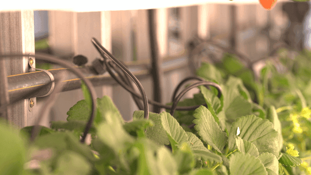Greenhouse with growing plants
