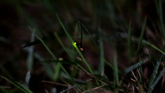 Firefly Glowing in the Nighttime Grass