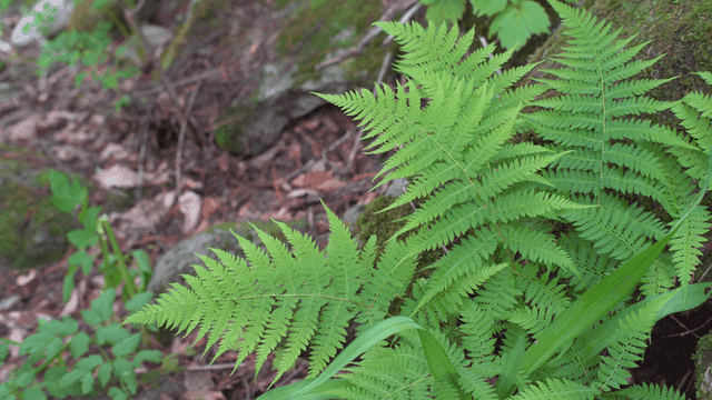 Fern growing between moss-covered rocks