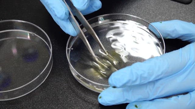 장갑을 끼고 핀셋으로 실험실에서 시료를 잡고 있는 모습