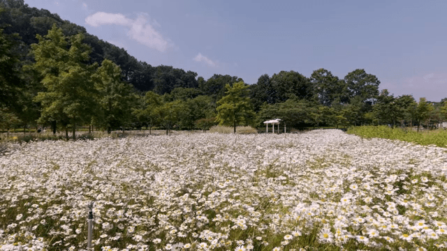 맑은 하늘 아래 데이지 꽃밭