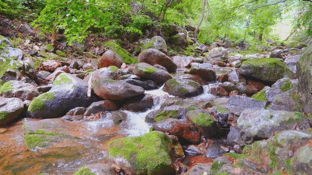 이끼 낀 바위가 있는 고요한 숲 속 개울