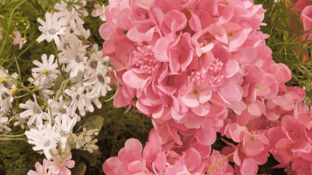Vibrant pink and white flowers in bloom
