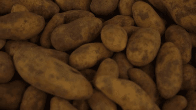 자루에 담긴 갓 수확한 감자