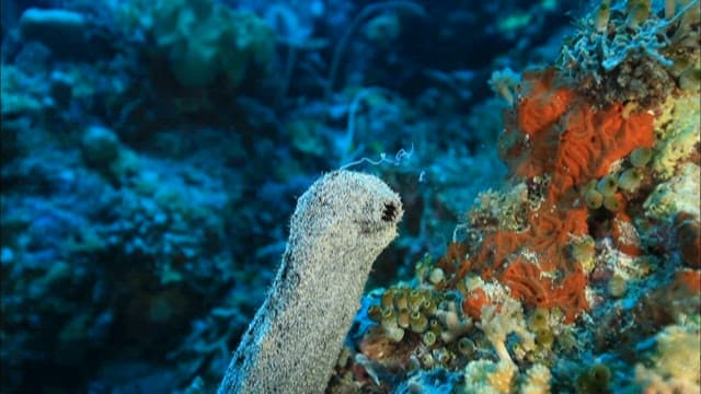 Diverse Marine Life on a Coral Reef