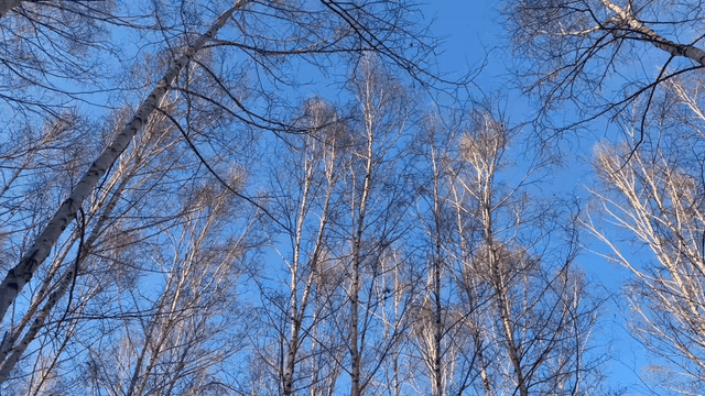 Snow-covered birch forest in winter