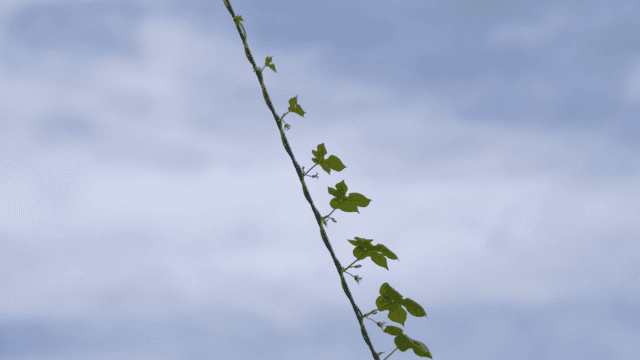 푸른 하늘을 배경으로 한 가느다란 덩굴
