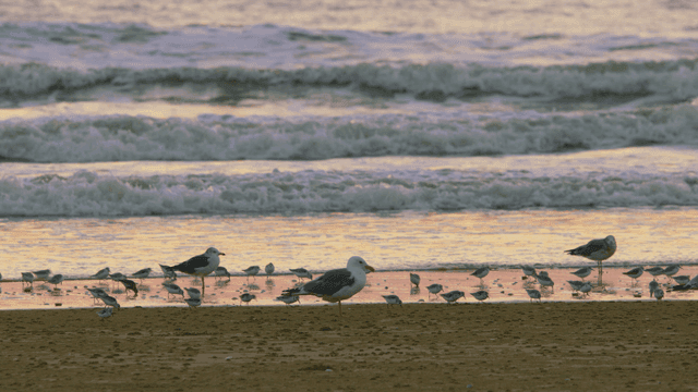 모래 해변의 갈매기와 작은 도요새들