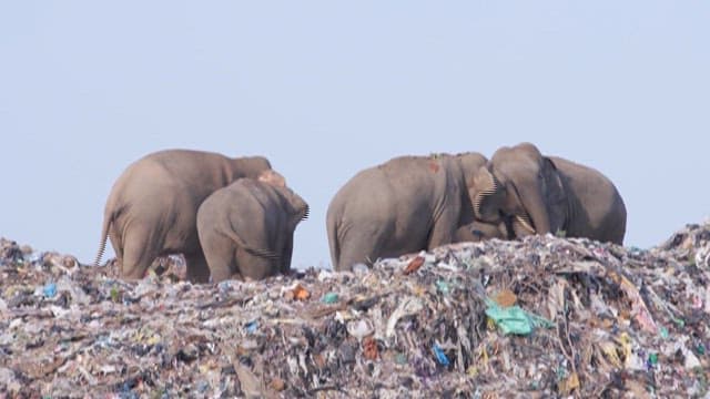 Elephants fighting in a landfill