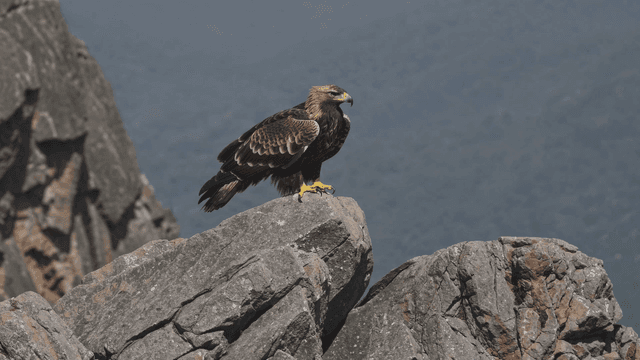 Eagle perched on a rocky cliff