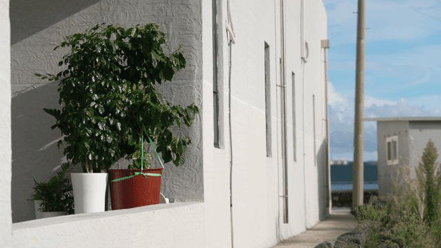 Plants in pots by a white building