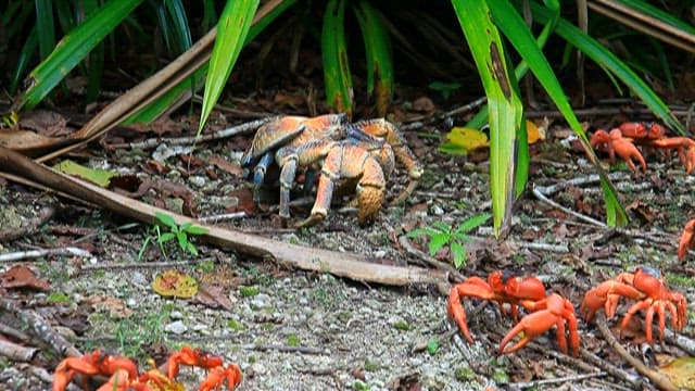 자연 서식지에서의 다채로운 게들