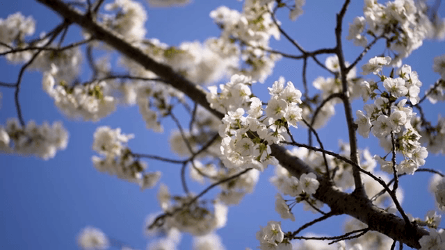 Cherry blossoms blooming on a sunny day