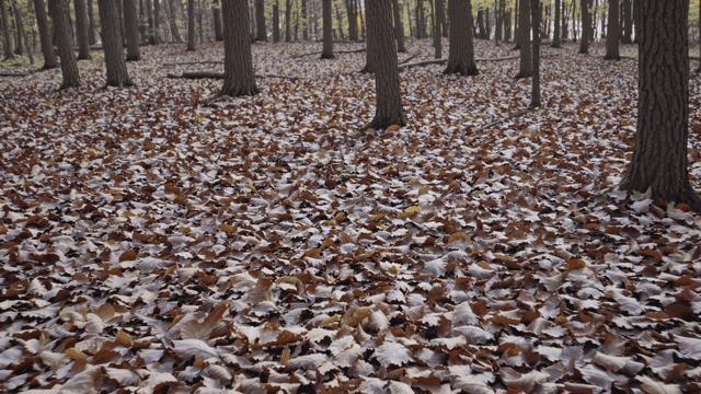 Forest floor covered with autumn leaves
