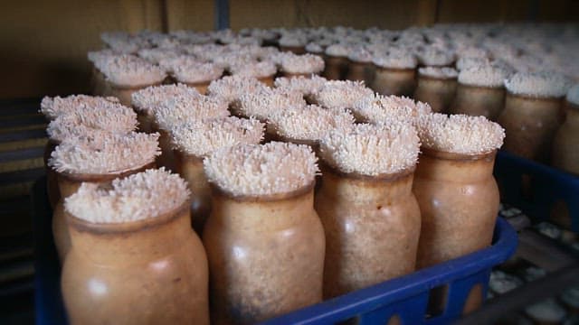 스마트팜에서 재배되는 팽이버섯