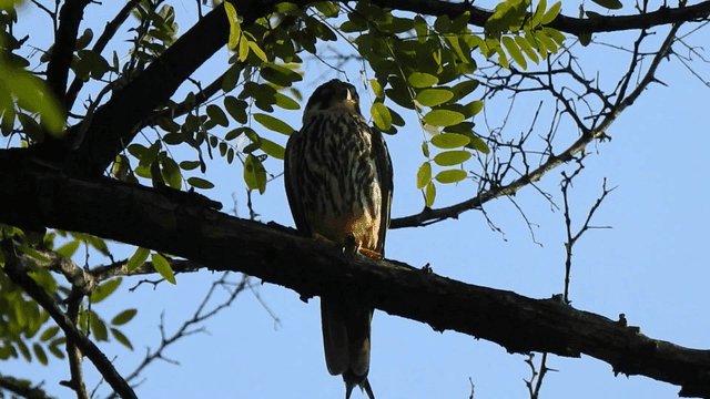나뭇가지에 앉아 있는 새호리기