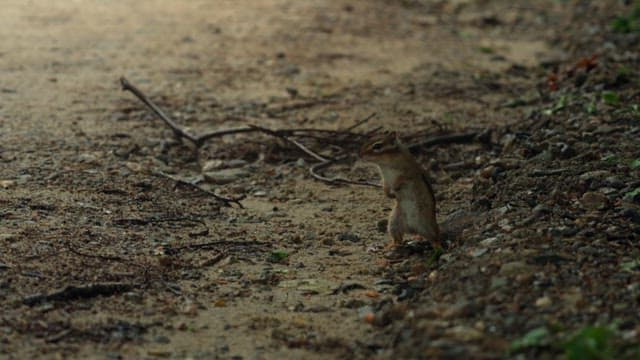 Chipmunk on Forest Ground