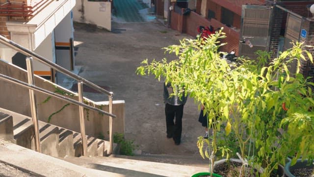 Couple walking up sunny stairs