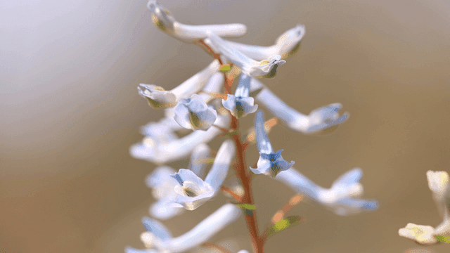 Gently swaying blue flower