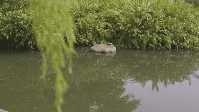 Turtle resting on rock by pond.