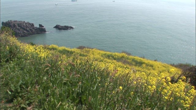 해안 절벽에 핀 노란 유채꽃