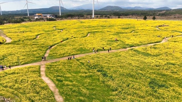 Vast field of yellow flowers with paths