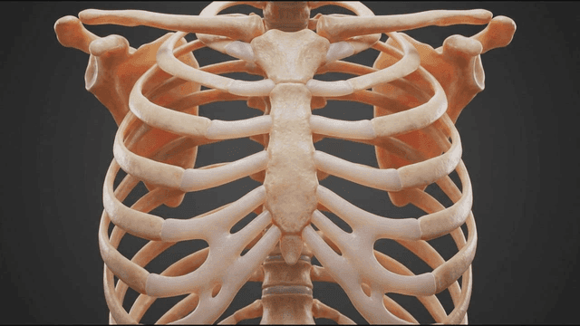3D model of human ribs