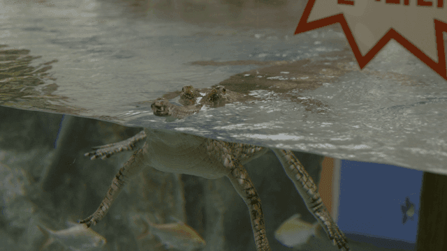 Crocodile floating in water in aquarium tank