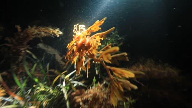 Leafy Seadragon Camouflaged Among Seaweed