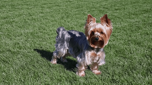 Small Yorkshire Terrier standing on green grass