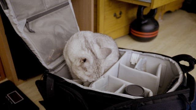 Cute Cat Exploring Camera Bag at Home