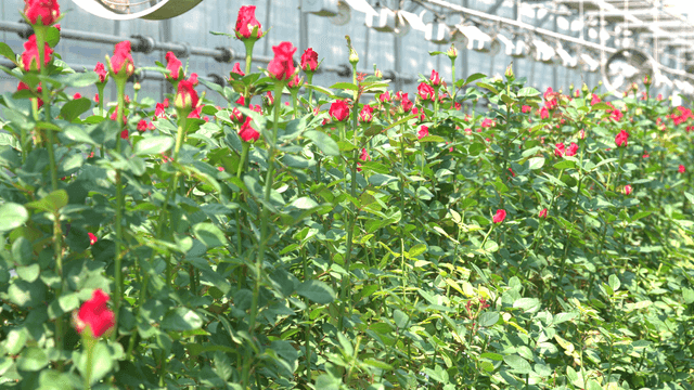 Rows of red roses in a greenhouse