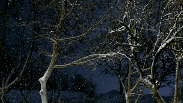 Snow-covered trees in a quiet forest
