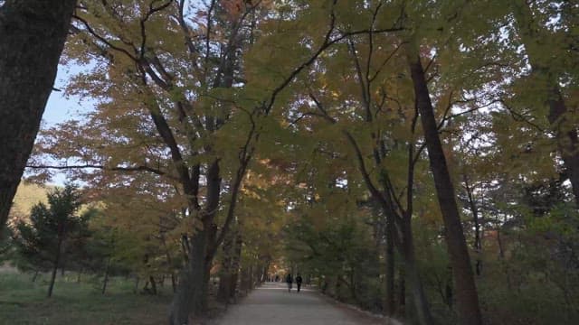 가을 나무가 둘러싼 고요한 산책로