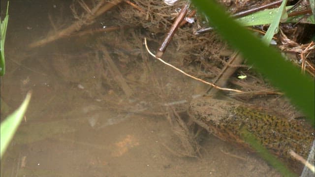 Albino swamp eel living in its natural freshwater habitat