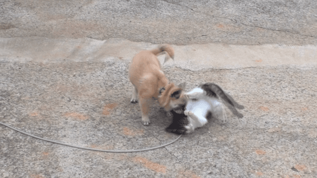 콘크리트 위에서 노는 강아지와 고양이