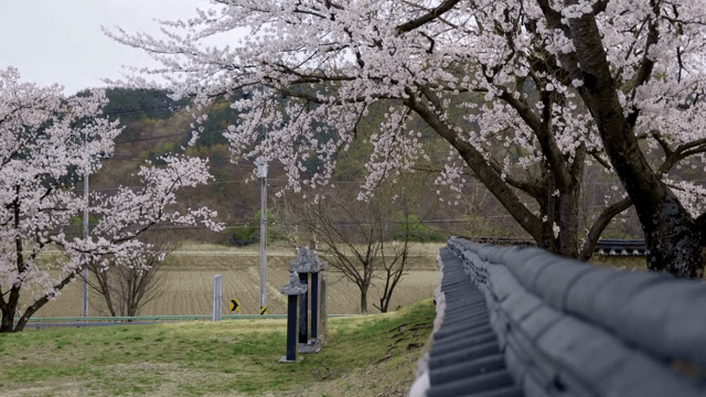 Cherry blossoms blooming along a traditional wall