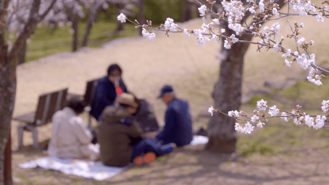 Middle-aged people enjoying a cherry blossom picnic in the park