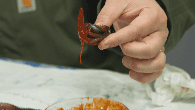 Hand dipping gwamegi into spicy sauce
