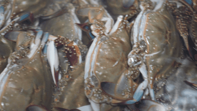 Fresh crabs in a container