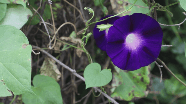 Vibrant purple morning glory in bloom