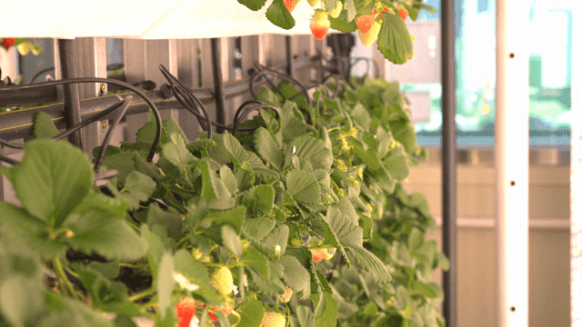 Strawberry plants growing in a greenhouse