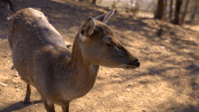 Deer standing in sunlit forest
