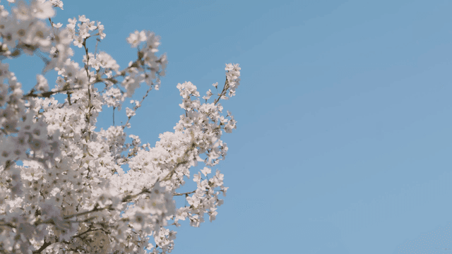 Cherry blossoms against a clear blue sky