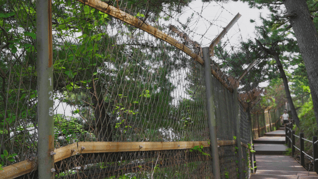 철조망이 있는 숲속 산책로