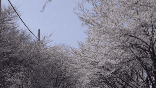 도로를 따라 늘어선 벚꽃 나무