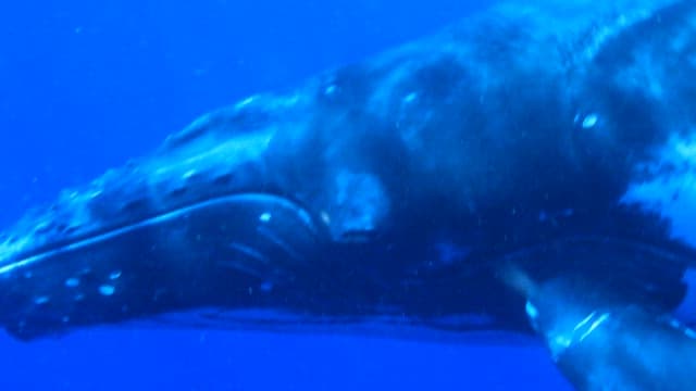 Majestic Whale Swimming Under Ocean Surface